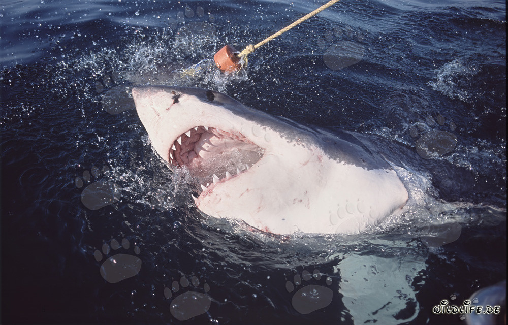 Great White Shark dramatically breaches the ocean surface