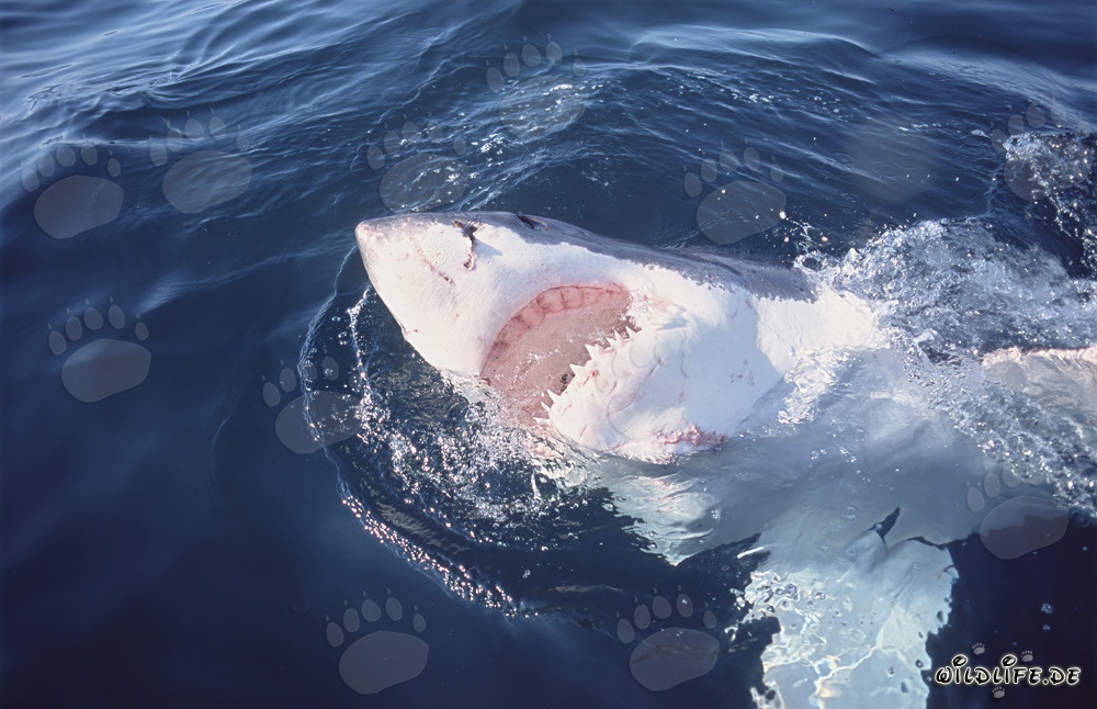 Grand requin blanc majestueux montre son impressionnante face inférieure