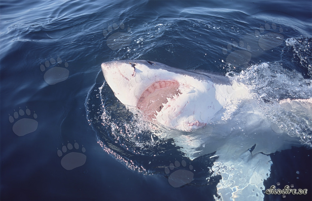 Majestuoso tiburón blanco muestra su imponente parte inferior blanca