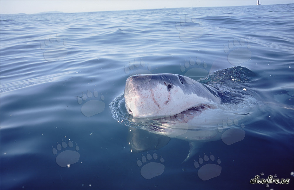 Great White Shark observing the overwater world near Gansbaai