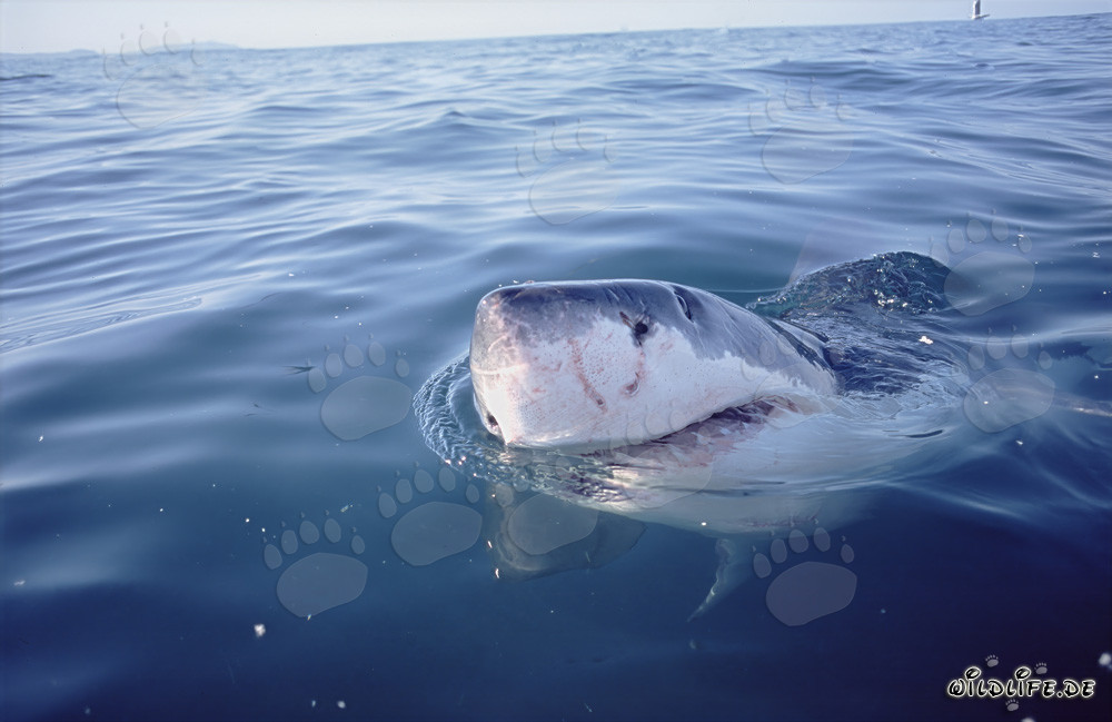 Tiburón blanco observando el mundo sobre la superficie del agua frente a Gansbaai
