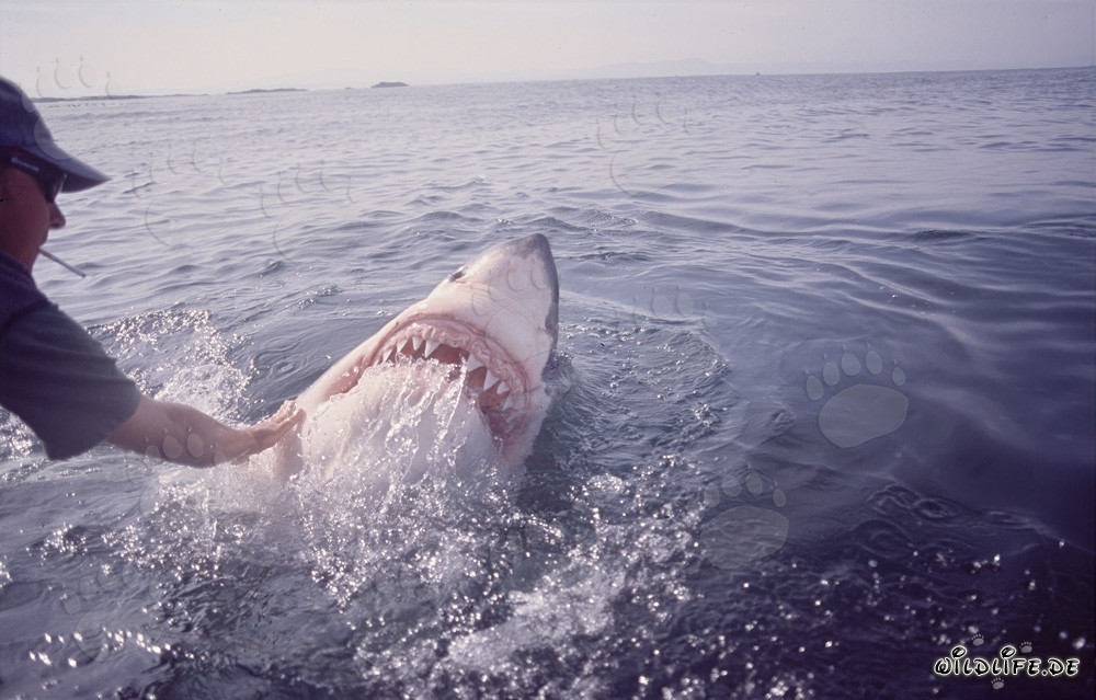 Great White Shark lifts its head over water - Fascinating behavior of the Carcharodon carcharias