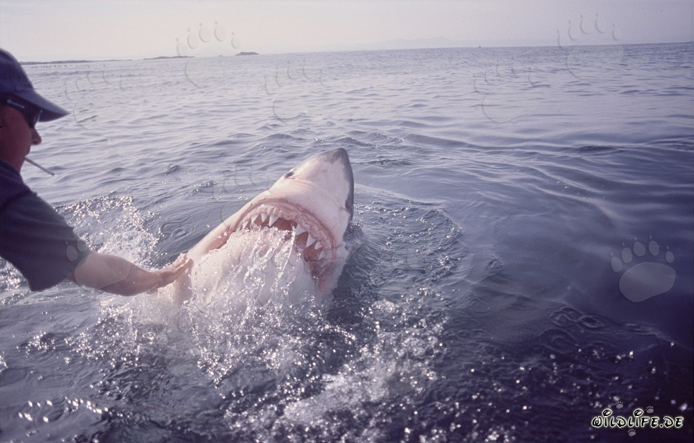 Requin blanc sortant de l'eau - Comportement fascinant du Carcharodon carcharias