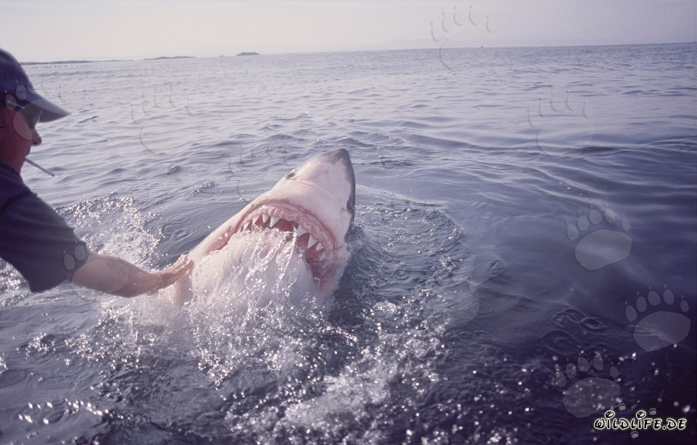 Squalo bianco che sporge la testa fuori dall'acqua - Comportamento affascinante del Carcharodon carcharias