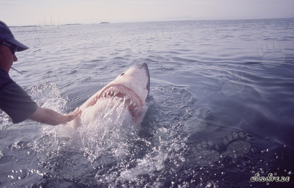 Tiburón blanco asomando la cabeza sobre el agua - Fascinante comportamiento del Carcharodon carcharias