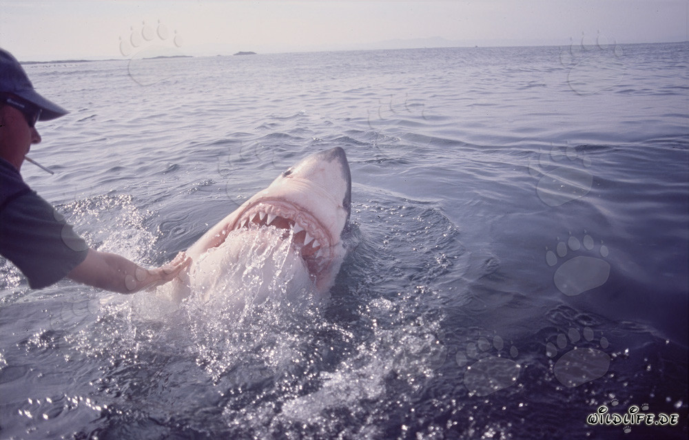 Weiße Hai hebt seinen Kopf über Wasser - Faszinierendes Verhalten des Carcharodon carcharias