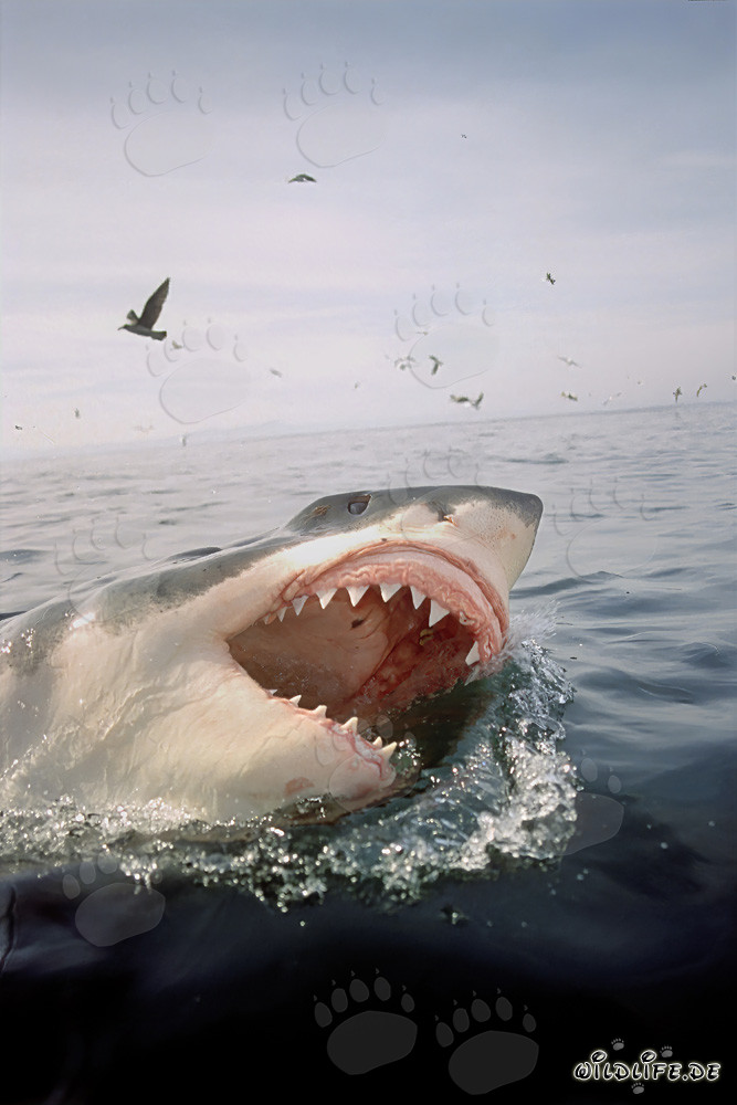 Great White Shark and majestic sea birds