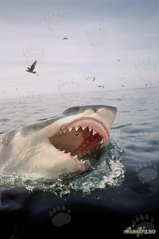Grand requin blanc et majestueux oiseaux marins
