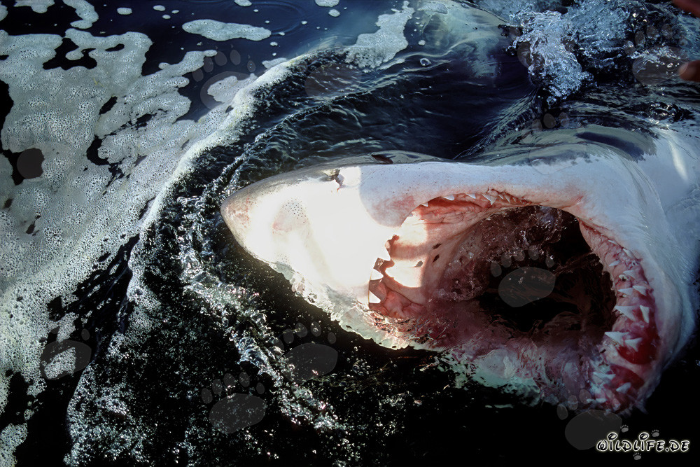 Imagen impresionante: Gran tiburón blanco con la boca muy abierta