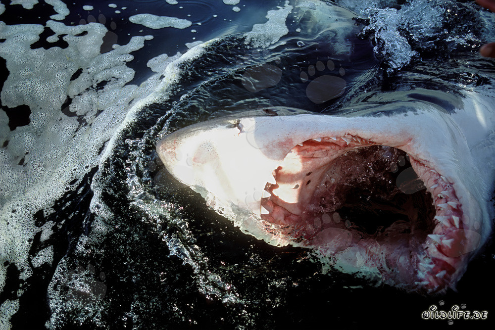 Image impressionnant : Grand requin blanc avec la gueule largement ouverte