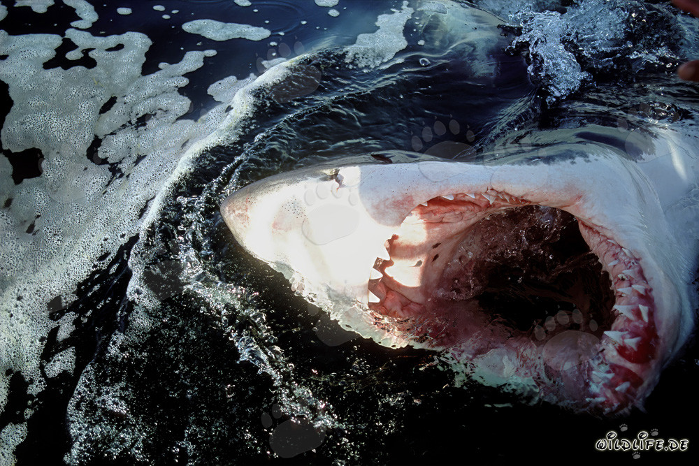 Impressive Image: White Shark with Wide Open Mouth