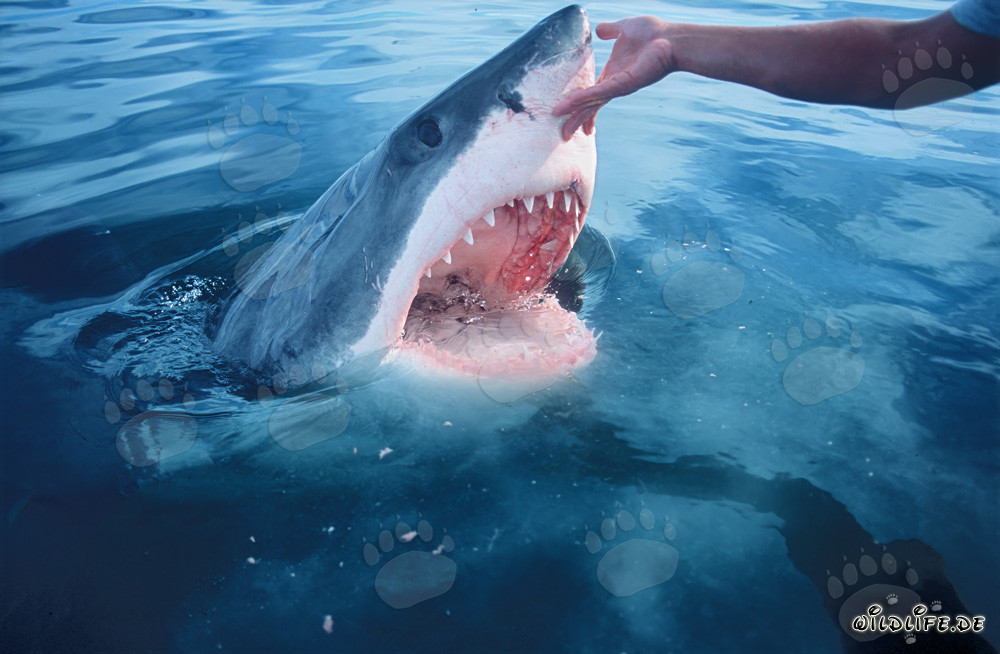 Toucher le nez d'un grand requin blanc