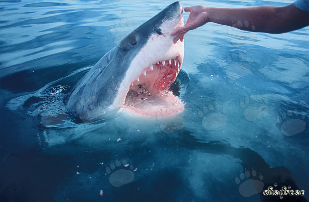 Touching the Nose of a Great White Shark
