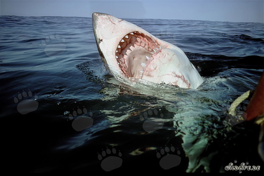 Grand requin blanc avec la gueule ouverte impressionnante