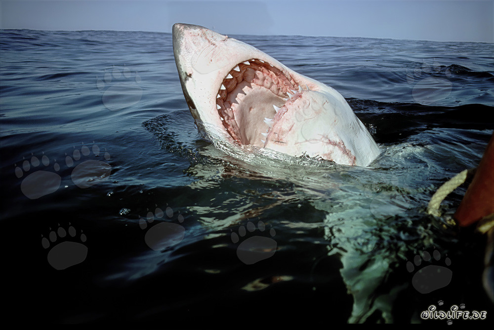 Impressive Great White Shark with Open Mouth