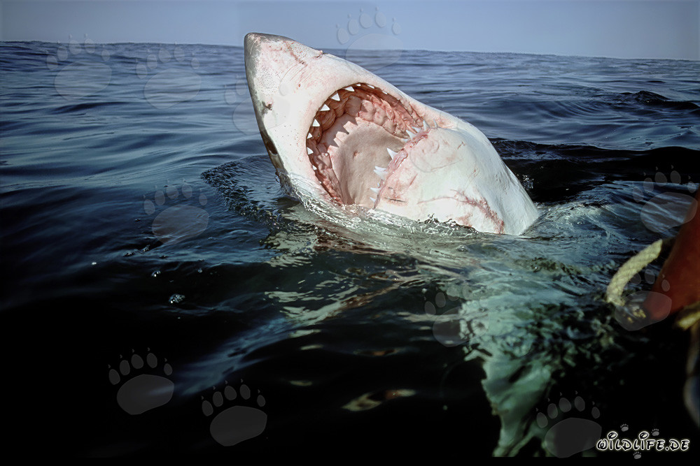 Impresionante tiburón blanco con la boca abierta