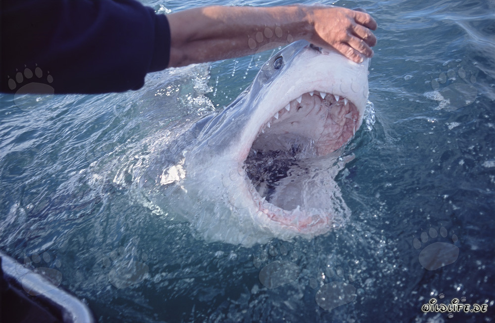 Toucher de la pointe du museau du grand requin blanc