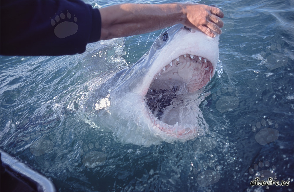 Touching the Great White Shark's Snout