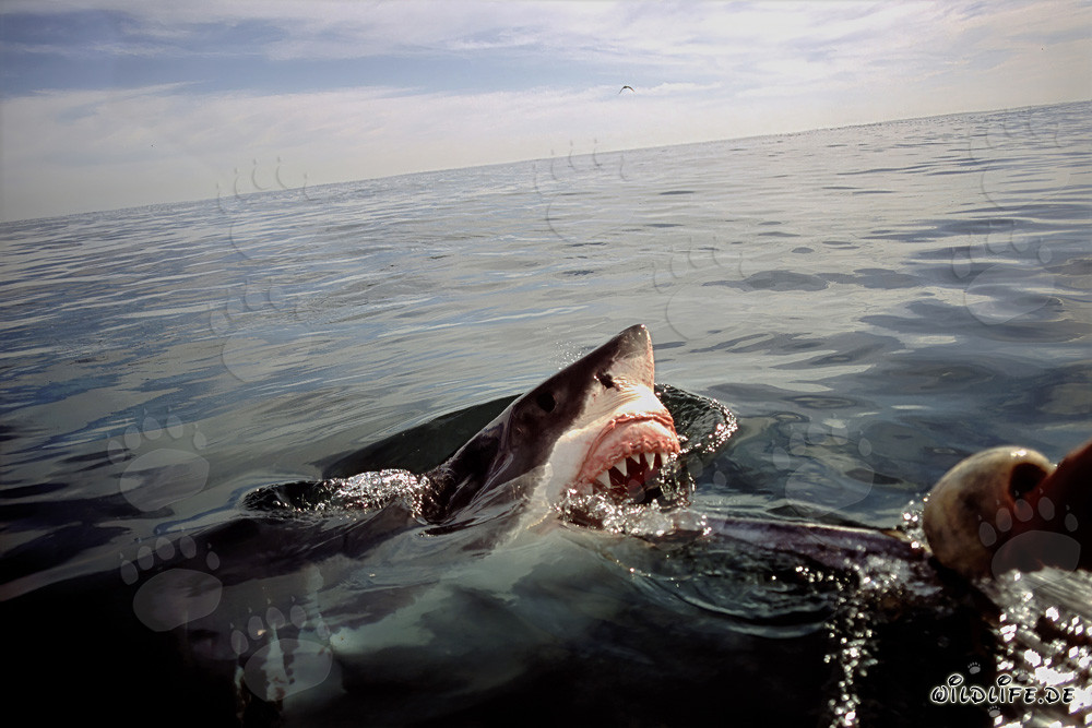 Gran tiburón blanco en acción