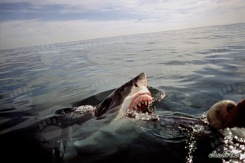 Great White Shark in Action