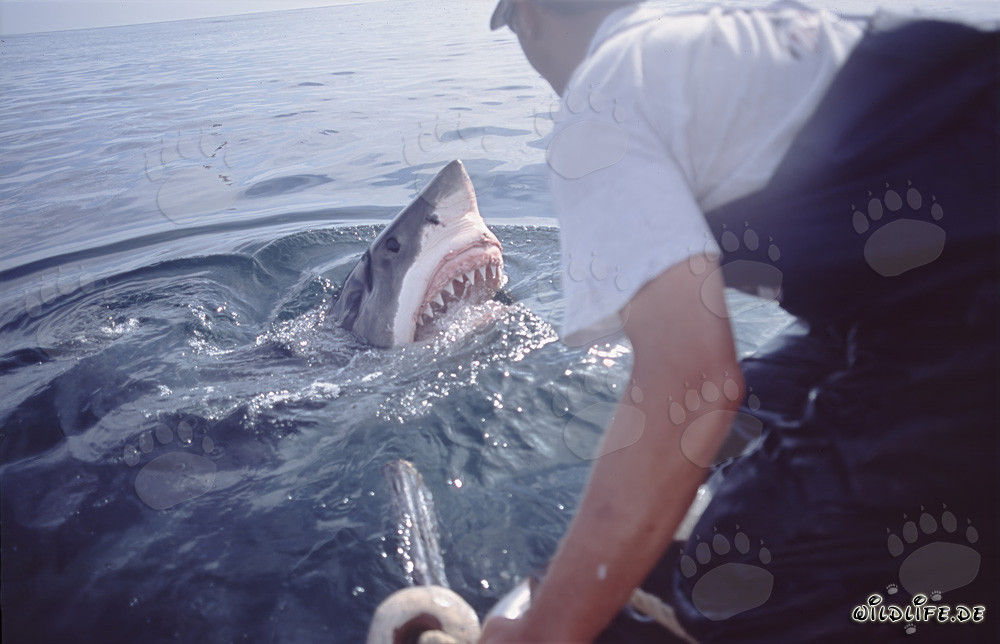 Grand requin blanc impressionnant émerge de l'eau - Carcharodon carcharias