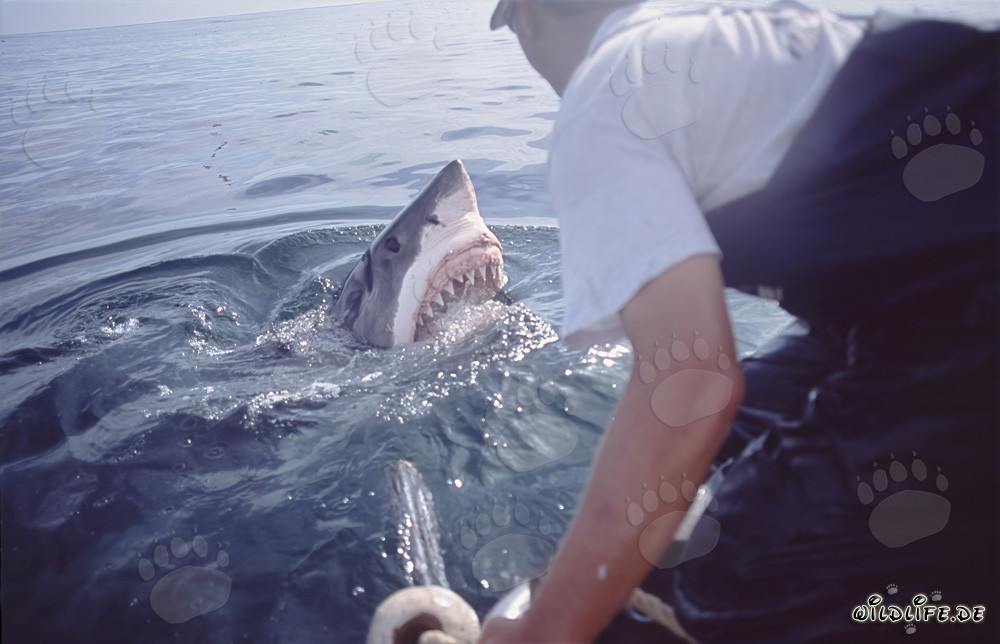 Impressive Great White Shark emerging from the water - Carcharodon carcharias