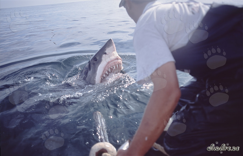 Imponente Squalo Bianco emerge dall'acqua - Carcharodon carcharias