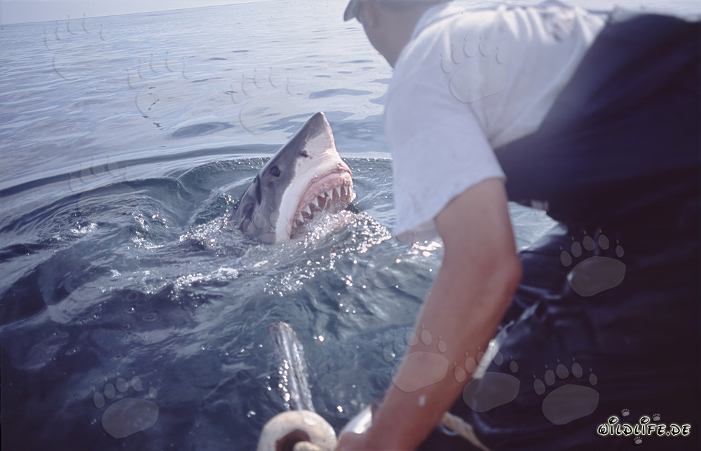 Imposanter Weißer Hai taucht aus dem Wasser auf - Carcharodon carcharias