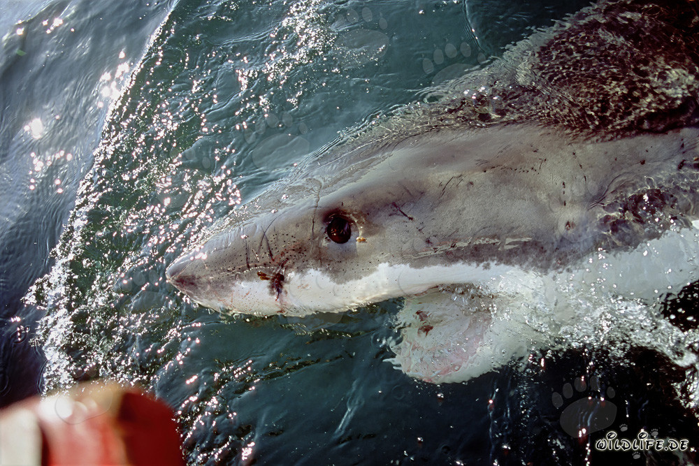 Gran tiburón blanco cerca del motor fuera de borda