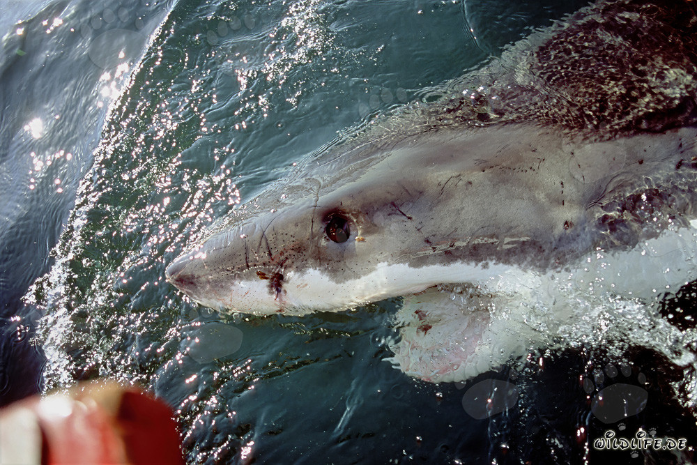 Grand requin blanc près du moteur hors-bord