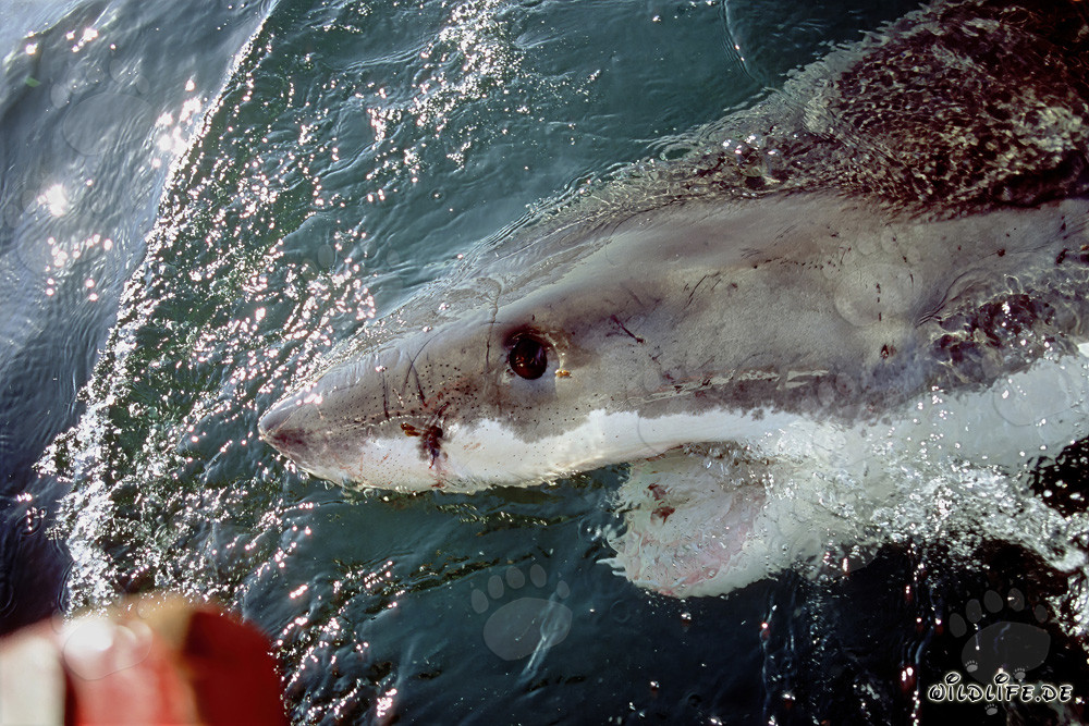 Impressive Great White Shark near the outboard engine
