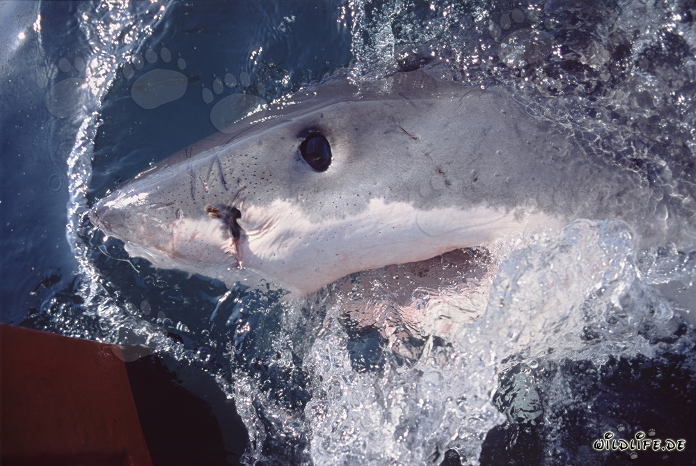 Portrait rapproché d'un majestueux grand requin blanc en Afrique du Sud