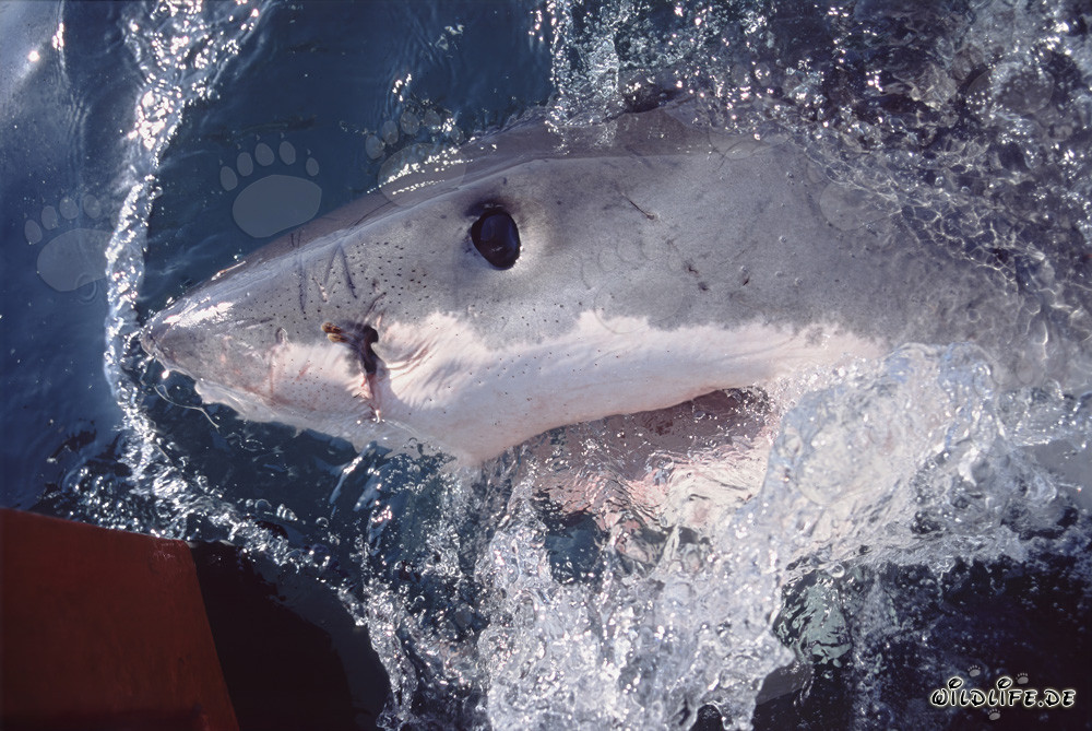 Close-up of a Majestic Great White Shark in South Africa