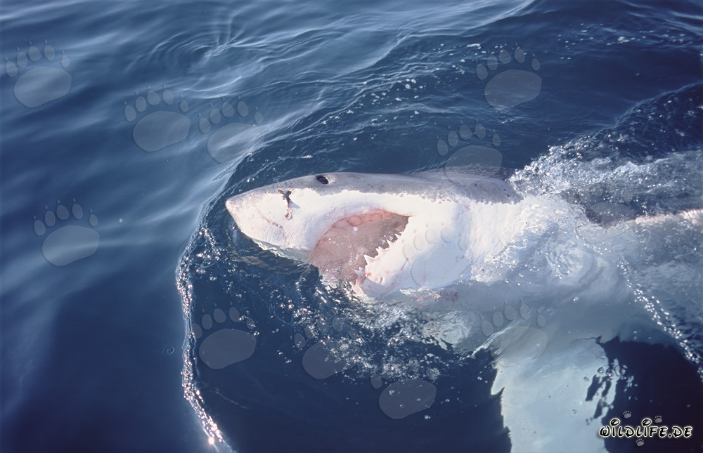 Grand requin blanc - Majesté des mers