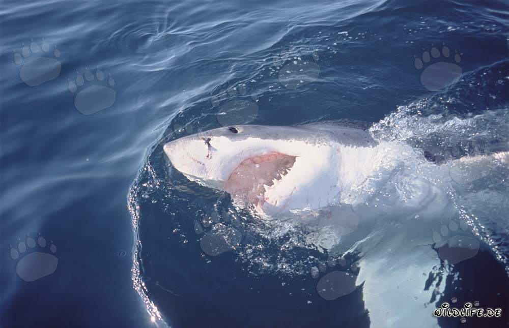 Great White Shark - Majesty of the Seas