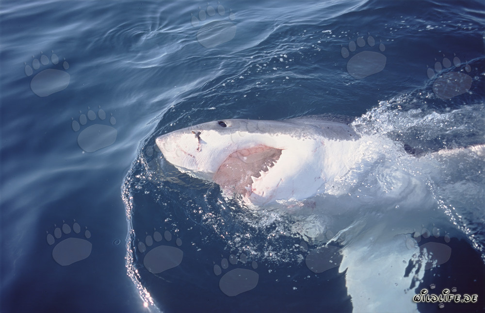 Tiburón blanco - Majestuosidad de los mares