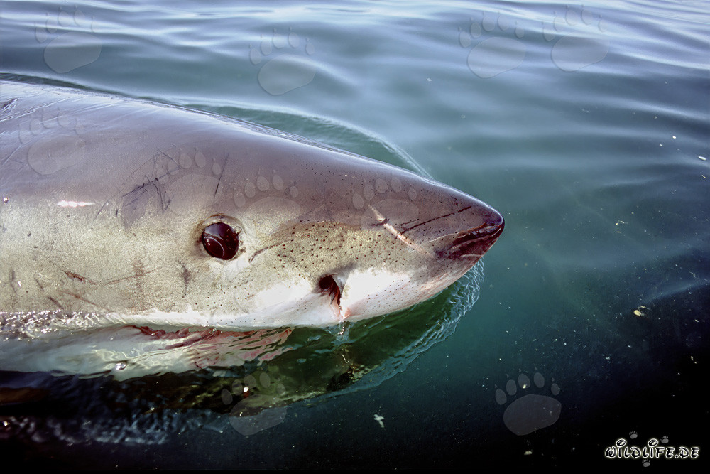 Impressionnante mâchoire de grand requin blanc avec les ampoules de Lorenzini
