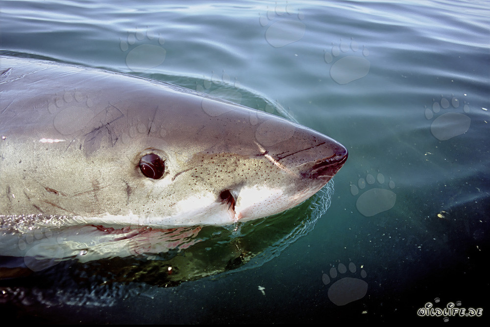 Impressive Great White Shark Snout with Ampullae of Lorenzini