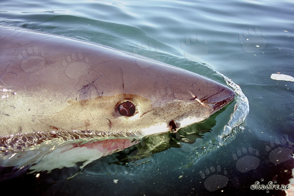 Gran tiburón blanco en la superficie del mar