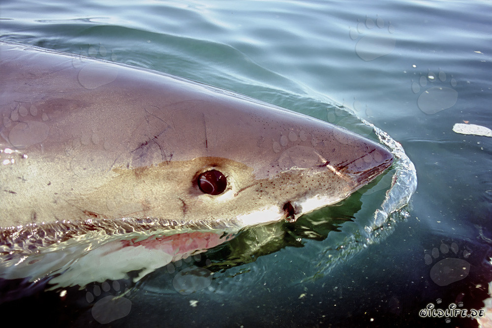 Impressive Great White Shark at the Water Surface