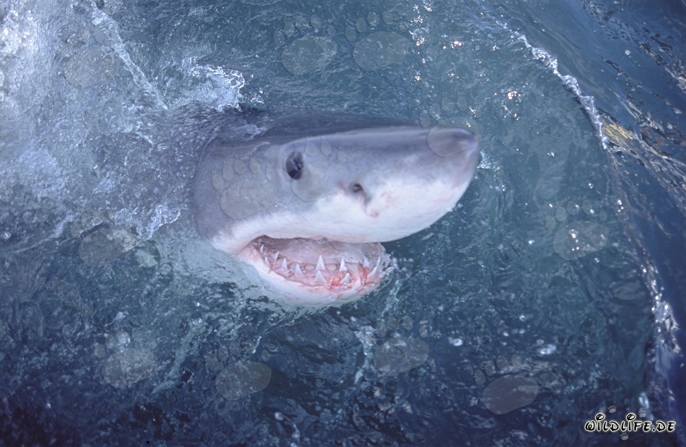 Le Grand Requin Blanc observe le monde au-dessus de l'eau