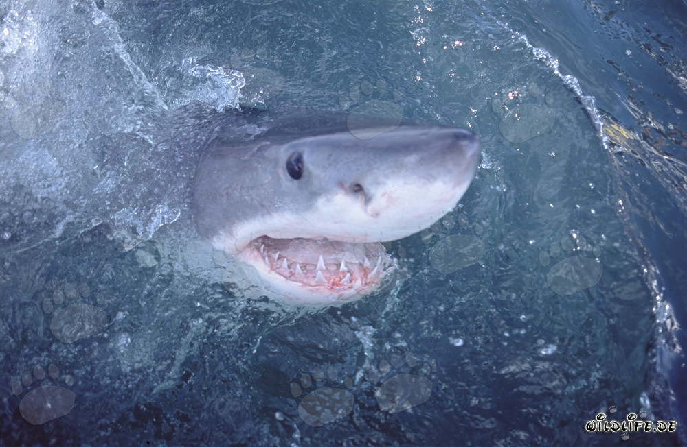 Great White Shark observes the world above water