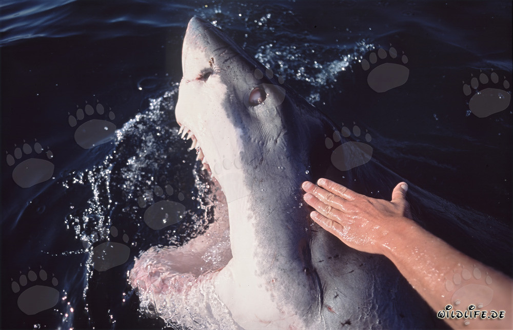 Grand requin blanc impressionnant émerge avec la gueule ouverte