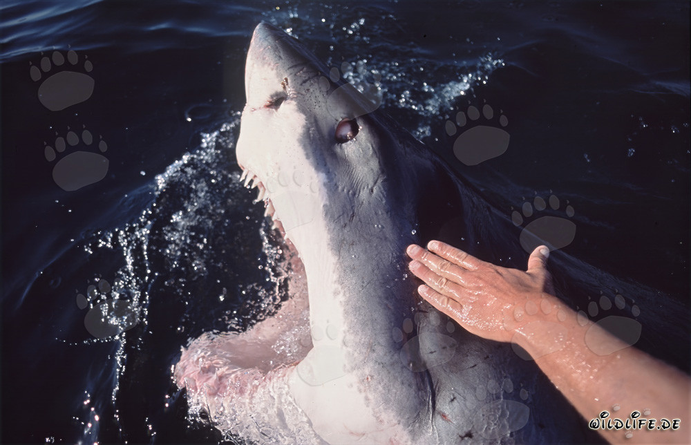 Impressive Great White Shark emerges with open mouth