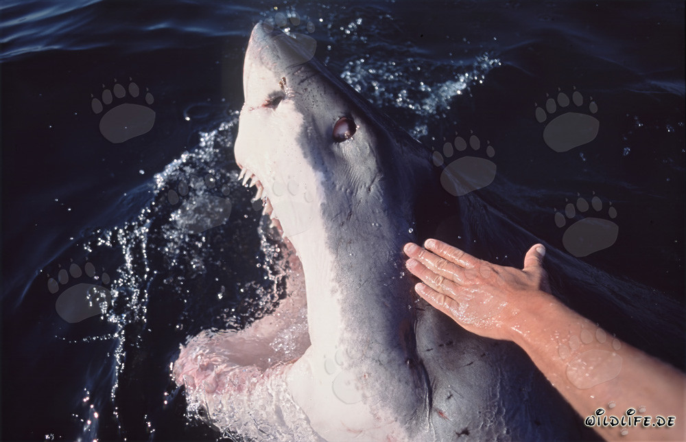 Impresionante tiburón blanco emerge con la boca abierta