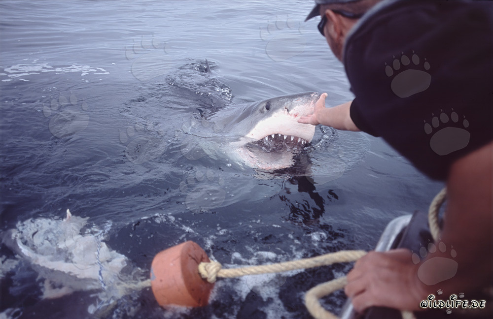 Michael Rutzen touche le nez du grand requin blanc