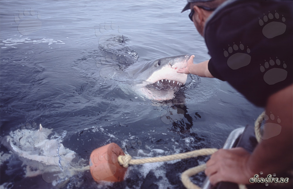 Michael Rutzen touches the nose of the Great White Shark