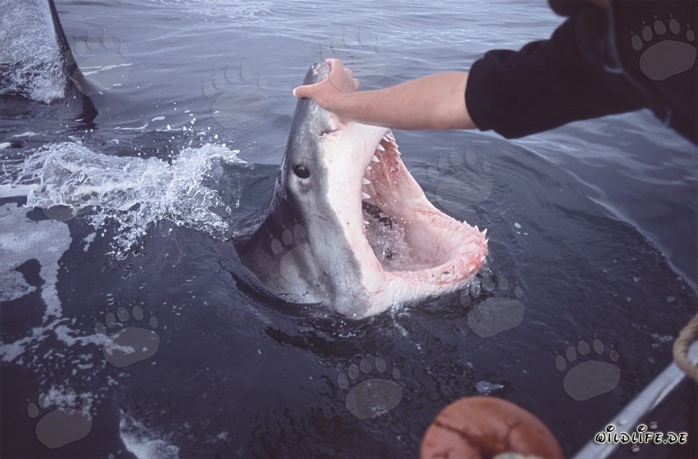 Le grand requin blanc ouvre impressionnante sa gueule