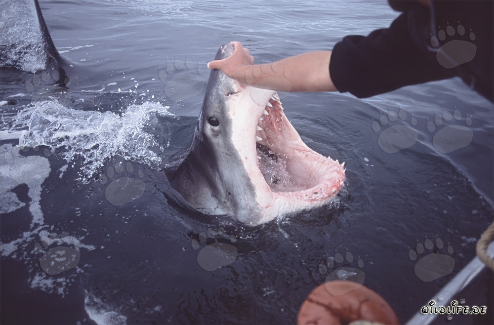 El gran tiburón blanco abre impresionantemente su boca