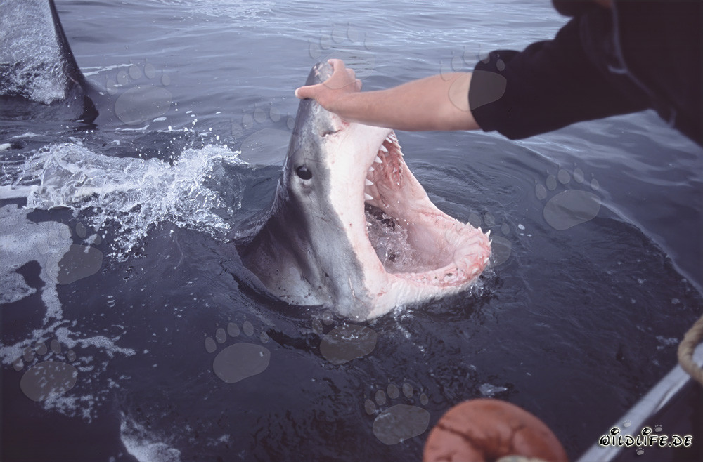 Impressive Great White Shark opening its mouth
